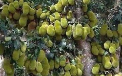 Cụ mít "cổ thụ" sai quả bậc nhất Việt Nam, đúng là cây mít này sai quả thứ 2, đố ai tìm được thứ nhất