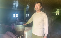 Một nông dân tỉnh Quảng Bình nuôi lợn theo kiểu "chẳng giống ai", ấy thế mà không dịch bệnh còn thu tiền tỷ