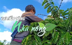 Chuyển động Nhà nông 24/11: Đắk Nông thiếu hụt nhân công thu hoạch cà phê do dịch Covid-19