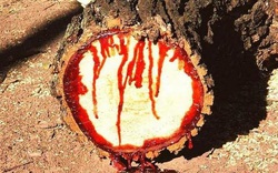 Tào Tháo chặt cây bị máu bắn vào mặt: Ít lâu sau đại họa ập đến