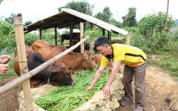 Nông thôn Tây Bắc: Co Mạ chủ động phòng chống rét cho đàn gia súc