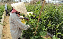 Đáng báo động, 1/3 mẫu rau, quả tươi tồn dư thuốc bảo vệ thực vật ở tỉnh Bình Thuận