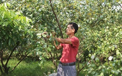 Thái Nguyên: Tiếp sức nông dân Phú Bình sản xuất nông nghiệp theo hướng hiện đại