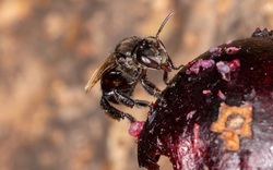 Phát hiện loài 'ong kền kền' chuyên ăn xác chết khiến các nhà khoa học sửng sốt