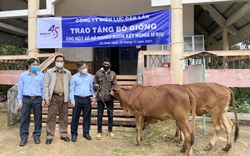 PC Đắk Lắk: Tặng bò giống cho hộ nghèo buôn kết nghĩa M'Riu
