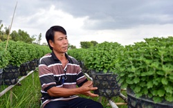 Kiên Giang: Thương lái vẫn bặt tăm, nhà vườn thấp thỏm vụ hoa Tết