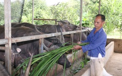 Nông thôn Tây Bắc: Nuôi trâu vỗ béo, nông dân đút túi hơn 1,2 tỷ