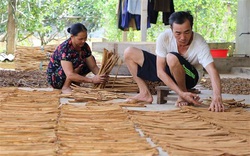 Trồng thứ cây bán được từ gốc lên ngọn, phơi vỏ thơm khắp làng, nông dân Yên Bái nhà nào trồng nhà đó giàu