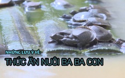 Kỹ thuật nuôi ba ba: Những lưu ý về thức ăn nuôi ba ba con