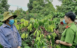 Đắk Lắk: Công an xã thường xuyên đi tuần, giảm nỗi lo mất trộm của nông dân mùa cà phê