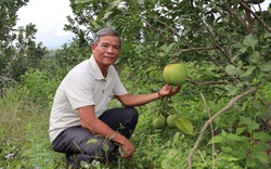Đà Nẵng: Không cây gì vượt qua được hiệu quả kinh tế, dân Hòa Ninh quý vườn bưởi da xanh như vàng