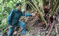 Vừa mất mùa vừa mất giá, người trồng thảo quả ở Lai Châu chịu thiệt “kép”