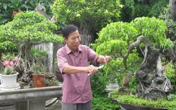 Quảng Bình: Vườn trồng cây cảnh tiền tỷ, có cây duối 800 năm tuổi trị giá cả tỷ đồng