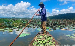 Đắk Lắk: Thứ cây đặc sản mọc giữa hồ cuối mùa tàn tạ ngỡ như vứt đi ai ngờ nhiều người vẫn mê tít