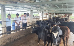 Quảng Nam: Nhờ vốn tín dụng chính sách tiếp sức, nhiều nông dân vươn lên làm giàu