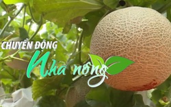 Chuyển động nhà nông 30/11: Dưa lưới Bình Thuận háo hức chờ vụ Tết