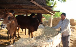 Hết cảnh đi làm thuê, hộ nghèo vùng biên Bù Gia Mập có của ăn của để nhờ vốn ưu đãi