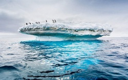 10 sự thật thú vị về Nam Đại Dương - Đại dương thứ 5 của thế giới