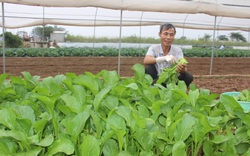 Hà Nội: Những “mô hình xanh” ghi dấu nhà nông Thủ đô