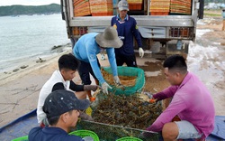 Giá tôm hùm bật tăng 30-35%, tôm hùm bông bán giá cao nhất ở tỉnh Phú Yên hiện nay là bao nhiêu?
