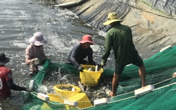 Khánh Hòa: Có vốn ưu đãi, "đệ nhất nuôi tôm miền Trung" thu hàng trăm tỷ đồng/năm