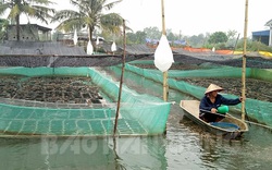 Hải Dương: Nuôi cá rô đồng chung ao với cả ngàn con ếch, cá thích ăn da ếch, nông dân lãi cả trăm triệu