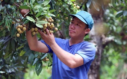 Bạn hàng lớn Mỹ, Trung Quốc đòi hỏi cao, Việt Nam gấp rút xây dựng chuỗi sản xuất an toàn thực phẩm