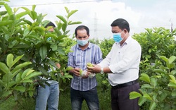 Quảng Nam: Trồng ổi, trồng nấm công nghệ cao nông dân Tam Kỳ thu tiền đều đều mỗi ngày