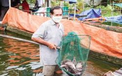 Giữa khu đô thị sầm uất, ông nông dân miền Tây vẫn nuôi được đàn cá tai tượng trên cạn, ai xem cũng trầm trồ