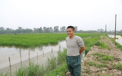 Hà Nam: Thấy ruộng bỏ hoang, anh nông dân "liều" thuê lại, nuôi cá kết hợp trồng lúa thu trăm triệu
