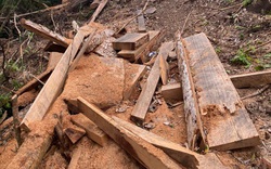 Vụ lâm tặc đốn hạ hơn 84m3 gỗ ở Gia Lai: 4 đối tượng ra đầu thú