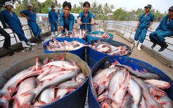 Chuyển đổi số nông nghiệp: Ngân hàng từ chối cho vay, nông dân "đánh bạc" với trời