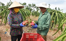 Clip: Đại gia xuất khẩu nông sản: Trung Quốc chưa bao giờ là thị trường dễ tính