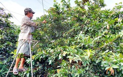 Trồng cây cảnh ở nơi này của tỉnh Vĩnh Long, dân đang trèo thang chăm mai vàng, chưa Tết đã bán được 3 tỷ