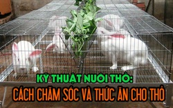 Kỹ thuật nuôi thỏ: Cách chăm sóc và thức ăn cho thỏ theo từng giai đoạn