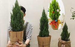 Nhiều ông bố bà mẹ "chốt đơn" cây tùng thơm noel từ sớm, chưa đến noel, chủ shop đã thông báo "cháy hàng"