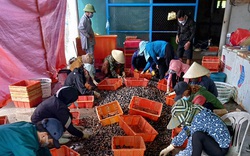 Ra biển quây lưới nuôi loài ốc đặc sản, dân Quảng Bình vớt lên hàng tấn, bán ra ai cũng muốn mua ăn
