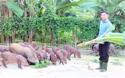 Nông dân Hà Tĩnh nuôi lợn rừng bằng thảo dược, miễn nhiễm dịch bệnh, bỏ túi hàng trăm triệu/năm