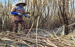 Đáng báo động tình trạng mía bị đốt cháy-nỗi ám ảnh của nông dân trồng mía ở tỉnh này