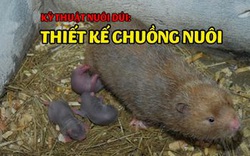 Kỹ thuật nuôi dúi: Cách chọn giống và làm chuồng