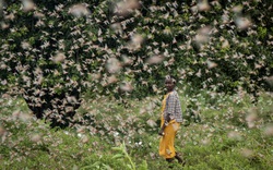 Kinh hoàng cảnh châu chấu hoành hành tàn phá hoa màu ở Kenya