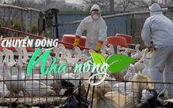 Chuyển động Nhà nông 12/12: Đài Loan tiêu hủy hàng loạt gà nhiễm cúm gia cầm H5N2