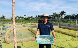 Gác bằng đại học, trai trẻ Bình Thuận bỏ phố về làng nuôi ốc đặc sản bao la bát ngát, hóa ra lại giàu to