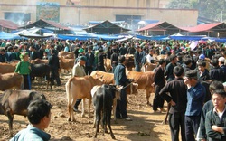 Chợ bò Mèo Vạc