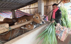 Chuyên gia bày cách chống đói, rét hiệu quả cho đàn gia súc, gia cầm 