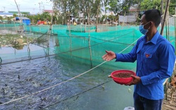 Cà Mau: Nuôi cá lóc dày đặc, anh nông dân cho ăn thứ gì mà cá nhảy rào rào, nhiều người kéo tới xem?