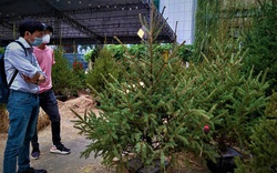 Lần đầu tiên cây thông Nga ra mắt người Việt mùa Giáng sinh