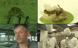 Video: Bất ngờ với nghề nuôi ếch cung cấp cho nhiều nhà hàng tại Pháp