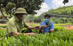 Nông thôn Tây Bắc: "Vì một Việt Nam xanh" ở tỉnh Hoà Bình
