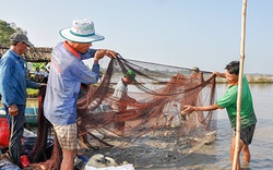 Hậu Giang: Hết lũ, nông dân tất bật bắt hàng tấn cá ruộng, vì sao bán giá rẻ nhưng vẫn có lời?